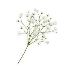 Twig of gypsophila flowers isolated on white or transparent background - 675172444