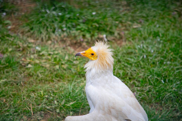 Egyptian vulture close-up detail, big bird of prey sitting on the stone in nature habitat, Turkey. White vulture with yellow bill.