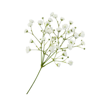 Fototapeta Twig of gypsophila flowers isolated on white or transparent background