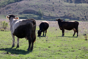 Fototapeta premium Cows on the green field, rural area