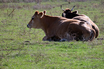 Cows on the green field, rural area