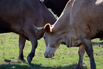 Cows on the green field, rural area