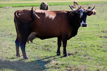 Cows on the green field, rural area