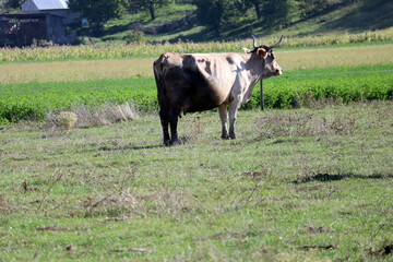 Cows on the green field, rural area