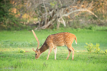 Wild Spotted Deer feeding on grass in Yala National Park - obrazy, fototapety, plakaty