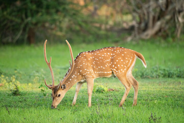 A single Wild Spotted Deer eating grass in Yala National Park