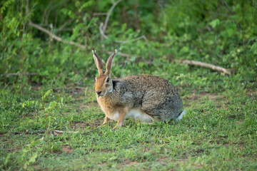 Naklejka na ściany i meble Black naped hare (Lepus nigricollis) in Yala National Park, Sri Lanka