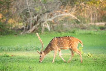 A beautiful Wild Spotted Deer eating grass in Yala National Park