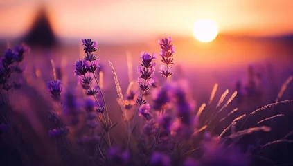 Foto op Plexiglas lavender flowers on blurred background, pretty lavender flowers. flowers in the morning. sunset, Summer Wildflower Meadow in Morning Sunlight © MD Media
