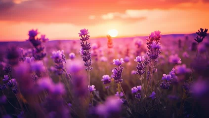 Foto op Plexiglas lavender flowers on blurred background, pretty lavender flowers. flowers in the morning. sunset, Summer Wildflower Meadow in Morning Sunlight © MD Media