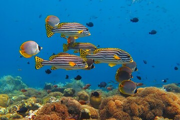 Swimming yellow fish (Ribboned sweetlips and butterflyfish) and healthy coral reef. Tropical fish and corals in the blue sea. Marine life, underwater photo from scuba diving. Wildlife in the ocean. - obrazy, fototapety, plakaty