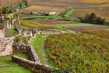 Wineyards in St. Emilion, autumn. Agriculture industry in Aquitaine. France