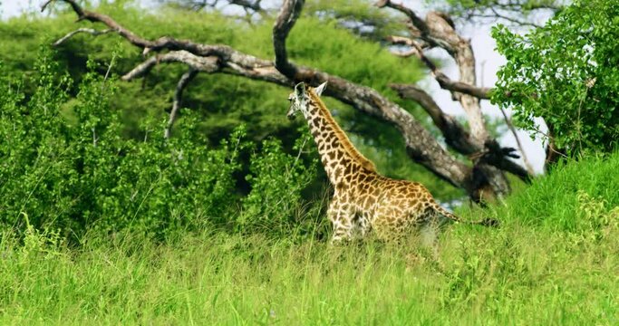One young Masai giraffe wandering beneath the burning sun in Africa.