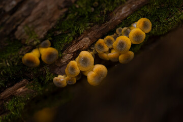 Mushrooms on wood in the forest