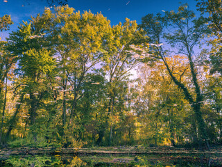 colorful autumn trees reflection in the river