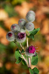 close up of summer purple flowers. Flowering Great Burdock (Arctium lappa) with buds and large leaves on a brown background