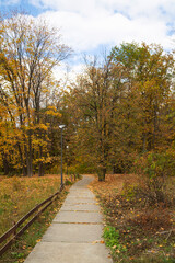 Fototapeta na wymiar path in autumn park with blue sky. Autumn landscape. Road in the fall forest with fallen yellow leaves