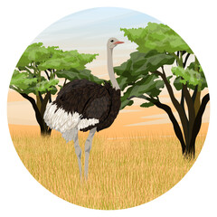 Round composition. An African ostrich stands in the tall dry grass of the African savanna. Wildlife of Africa. Realistic vector landscape.