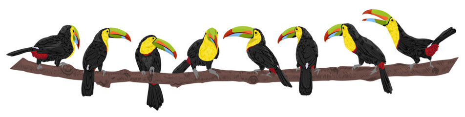 Keel-billed toucan set. Toucans of Latin America Ramphastos sulfuratus in different poses. National bird of Belize. Realistic vector jungle birds