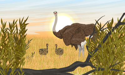 Female African ostrich with chicks are walking along the African savanna. Wildlife of Africa. Realistic vector landscape.