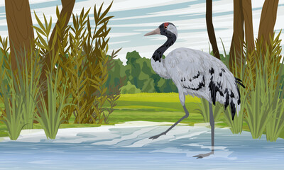 Gray crane stands walking on the water of the lake. Lake shore with green grass, bushes and trees. Summer in Europe. Realistic Vector Landscape