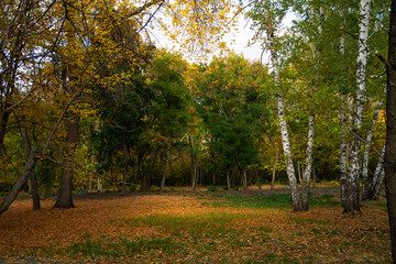 Fototapeta premium autumn trees in the park. Autumn landscape with colourful forest. golden Fall with blue sky with clouds and meadow with green grass.