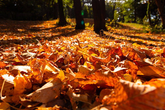 Autumn background. Fallen brown leaves in focus in a park or forest