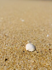 Fototapeta na wymiar White seashells on the sand
