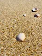 White seashells on the sand
