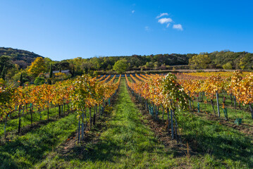 Fototapeta na wymiar colorful autumn vineyards rows