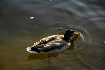 Obraz premium Ducks eat food in the water. Beautiful Green-headed Drake of a wild duck on the water. Ducks on the pond in the park. Bird swims on the water of the lake on a Sunny summer day.