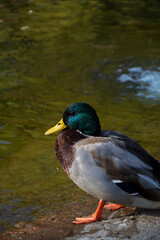 close-up of Beautiful Green-headed Drake of a wild duck on the water. Ducks on the pond in the park. Bird swims on the water of the lake on a Sunny summer day. vertical