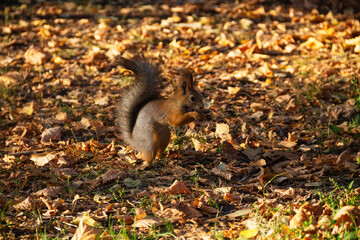 squirrel eating nut. red squirrel in an autumn park in the bright sun among orange leaves.