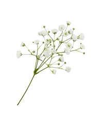 Twig of gypsophila flowers isolated on white or transparent background - obrazy, fototapety, plakaty