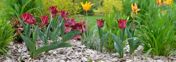 beautiful purple tulips blooming in a flowerbed in a spring garden with wood chips on the soil