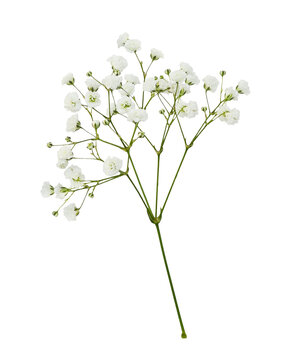 Fototapeta Twig of gypsophila flowers isolated on white or transparent background