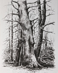 illustration - trees in the forest	