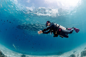 Underwater scuba diving. Male diver swimming with a school of barracuda fish in crystal clear blue...