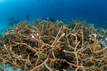 Fototapeta na wymiar Staghorn coral habitat on tropical coral reef at Racha Noi island dive site, one of crystal clear blue water dive sites of Andaman Sea in Phuket, Thailand. Marine life of underwater ecosystem