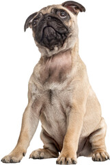 Pug puppy sitting and looking up, isolated on white - obrazy, fototapety, plakaty