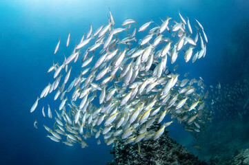 Fototapeta na wymiar School of yellow stripe trevally fish swimming together in Andaman Sea, Thailand. Large group of marine life schooling in crystal clear blue water.