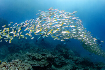 School of yellow stripe trevally fish swimming together in Andaman Sea, Thailand. Large group of marine life schooling in crystal clear blue water.