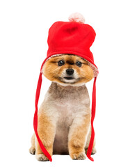 Grommed Pomeranian dog sitting and wearing a red bonnet