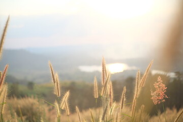 Obraz premium colorful flowers and sunlight in autumn