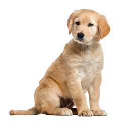  Cross-breed Labrador puppy, 2 months old, isolated on white - obrazy, fototapety, plakaty