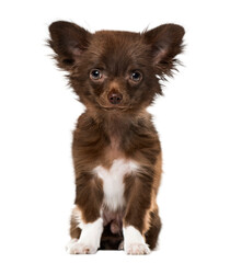 Puppy Chihuahua looking at the camera, isolated on white, 4 mont