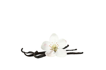 PNG,vanilla pod with a flower, isolated on white background