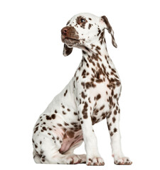Side view of a Dalmatian puppy sitting, looking backwards, isolated on white