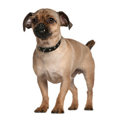 Mixed-breed dog, 1 year old, standing in front of white background