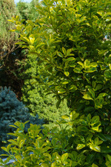 Euonymus japonicus Aureo-Marginata with variegated green-yellow leaves on blurred green background. Elegant background for natural design. Selective soft focus, place for text.